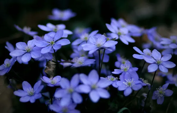 Macro, flowers, plants, blue, blue