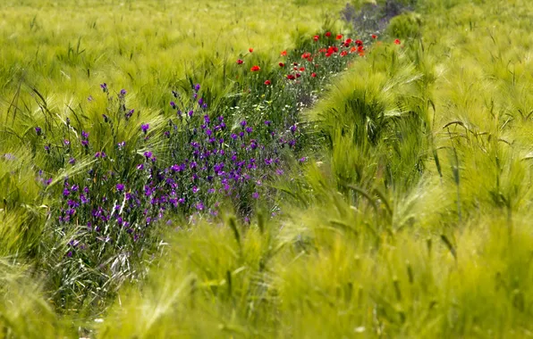 Picture flowers, nature, ears