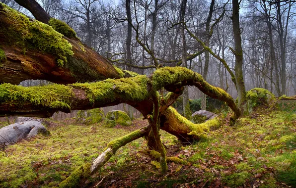 Forest, the sky, trees, moss