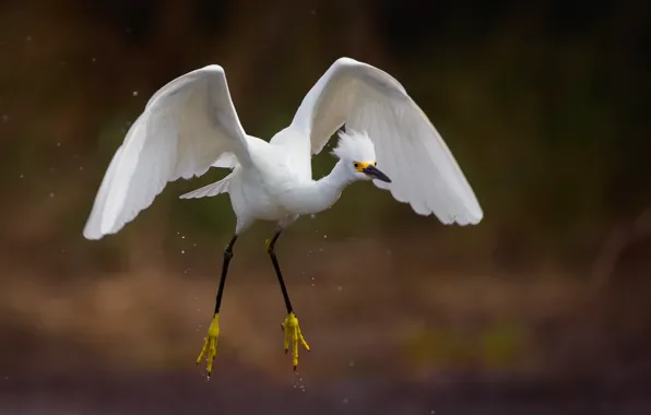 Drops, background, wings, white, stroke, Heron