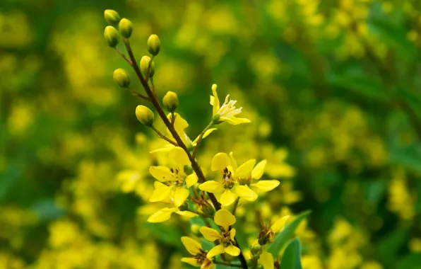 Flowers, plant, branch, petals, meadow