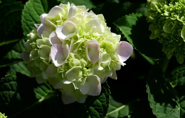 Flowers, Bush, Flowering, Hydrangea