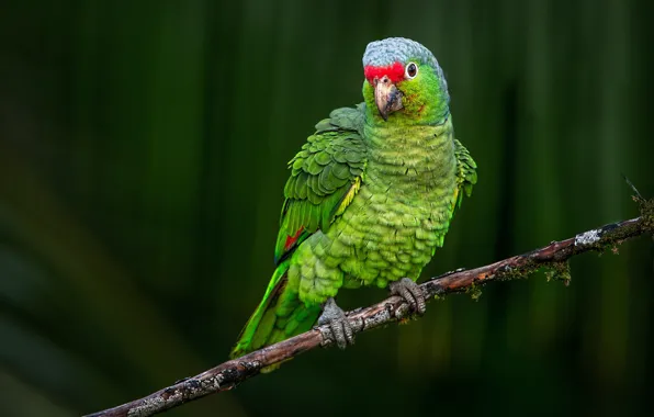 Picture background, bird, branch, parrot, Krasnolesy Amazon