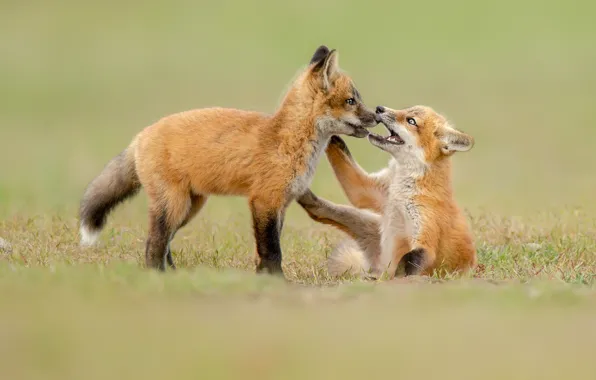 Background, glade, the game, pair, Fox, kids, a couple, two