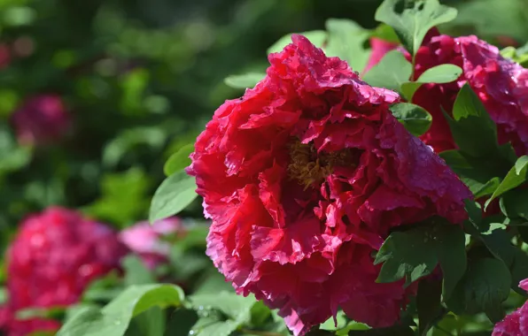 Macro, red, peony