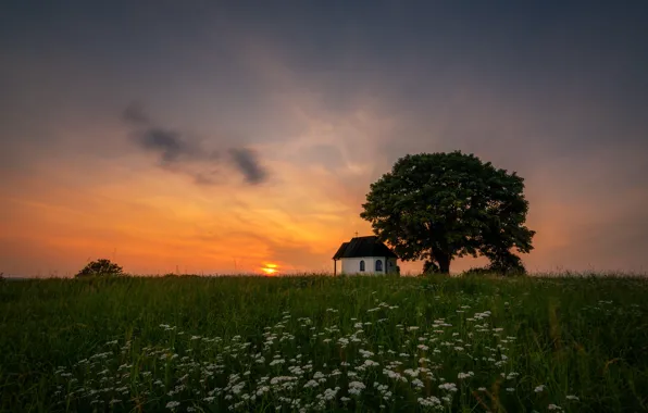 Greens, field, summer, the sky, grass, the sun, clouds, sunset