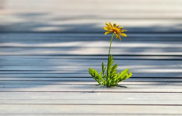 Flower, yellow, tree, lonely, weed, floorboards