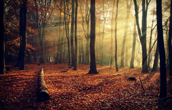 Picture autumn, forest, rays, light, trees, branches, nature, foliage