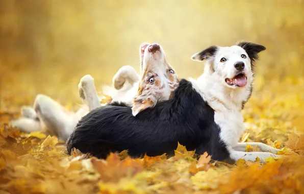 Background, each, dog