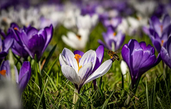 Light, flowers, bee, glade, spring, purple, crocuses, white
