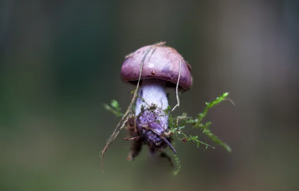 Nature, background, mushrooms