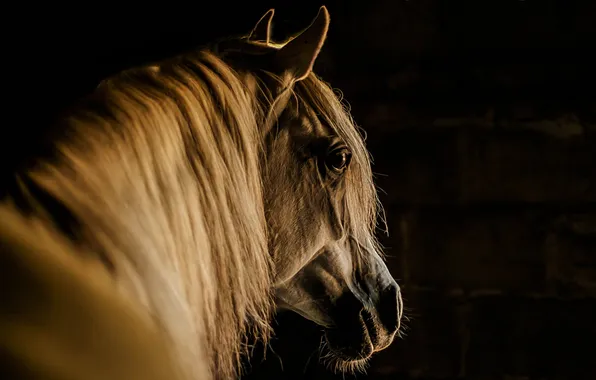 Face, background, horse