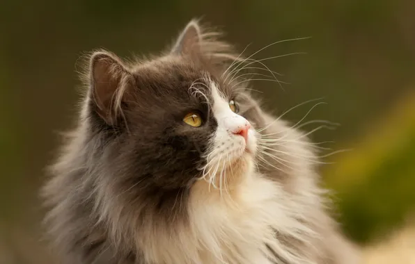 Cat, look, background