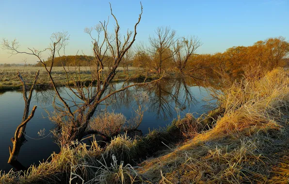 Trees, landscape, river