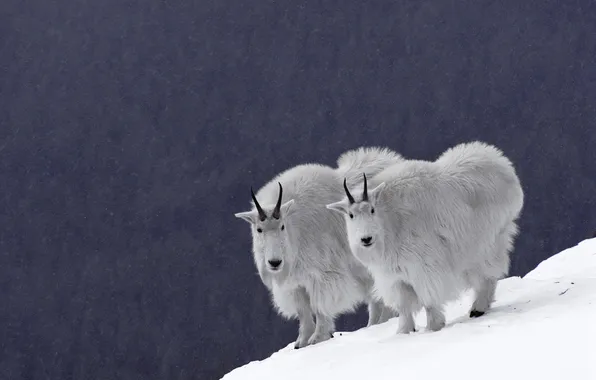 Snow, blue background, bighorn sheep