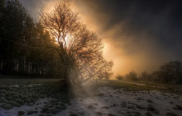 Light, trees, spring, morning