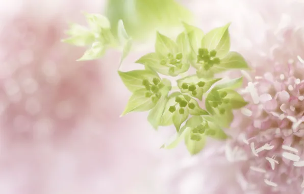 Macro, flowers, pink, blur, green, gently, I bupleur, Bupleurum