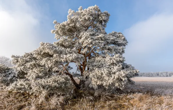 Picture frost, field, trees
