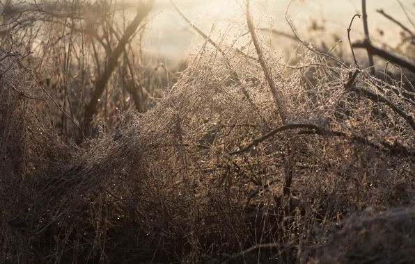Forest, morning, Floss