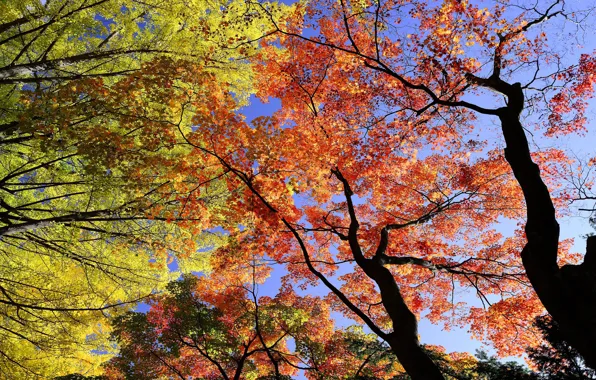 The sky, leaves, trees, branch, trunks, foliage, bright, view