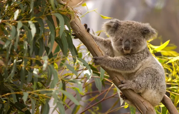 Picture Australia, Koala, marsupials