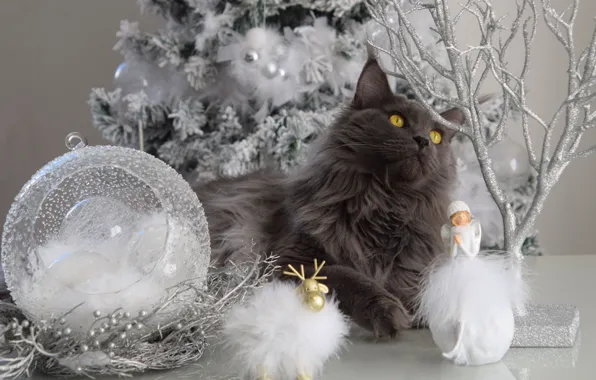 Winter, cat, cat, look, face, branches, grey, toys