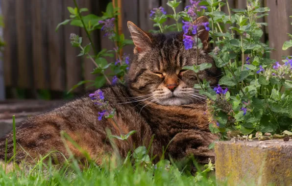 Cat, summer, grass, cat, look, face, flowers, nature
