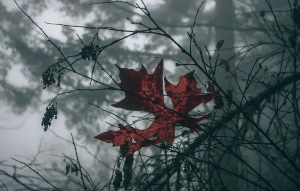 Picture leaves, macro, nature