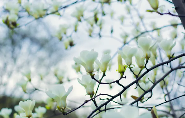 Spring, may, Sunny, Ukraine, Magnolia, The Botanical garden