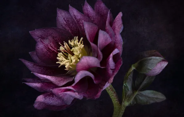 Picture background, hellebore, hellibore