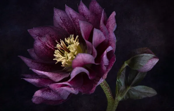 Background, hellebore, hellibore