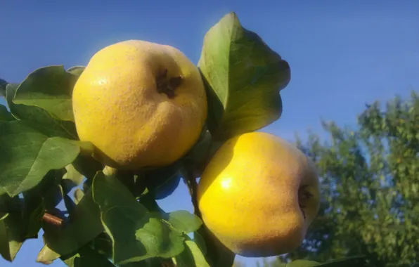 Autumn, the sky, leaves, quince