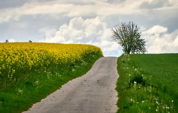 Road, field, tree, rape, rapeseed field