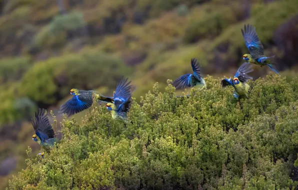 Birds, pack, parrots, the bushes