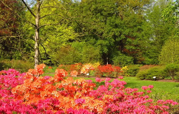 Picture nature, England, gardens, Azalea, Richmond