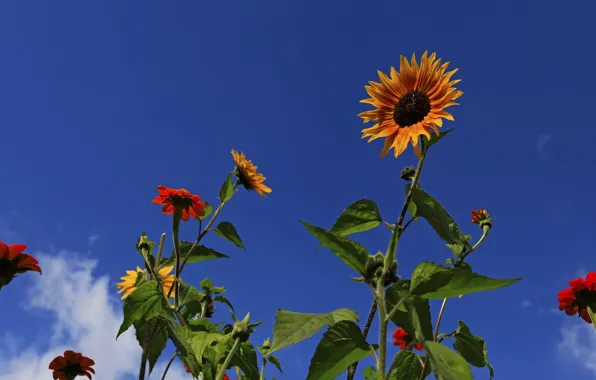 Picture summer, the sky, flowers