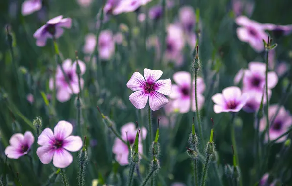 Greens, summer, flowers, stems, glade, meadow, pink, blur