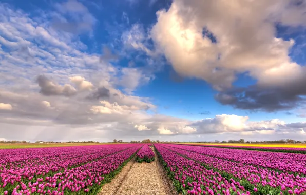 Field, clouds, flowers, blue, perspective, beauty, spring, horizon