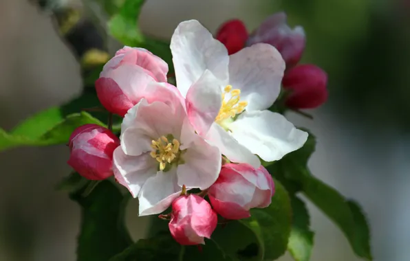Picture leaves, macro, flowers, spring, Apple, buds, flowering, Apple blossoms