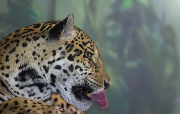 Picture language, head, Jaguar