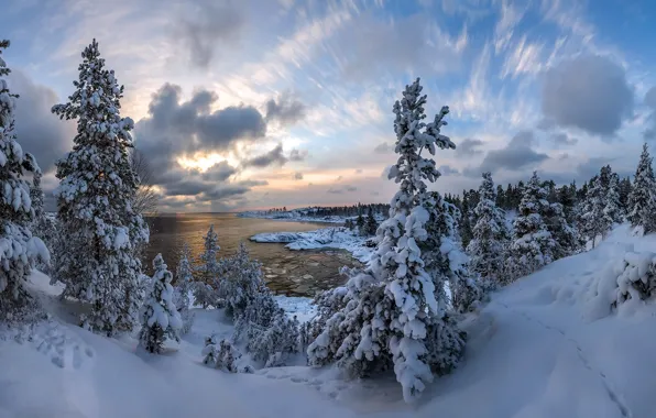 Winter, snow, tree