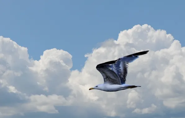 Picture the sky, clouds, bird, Seagull