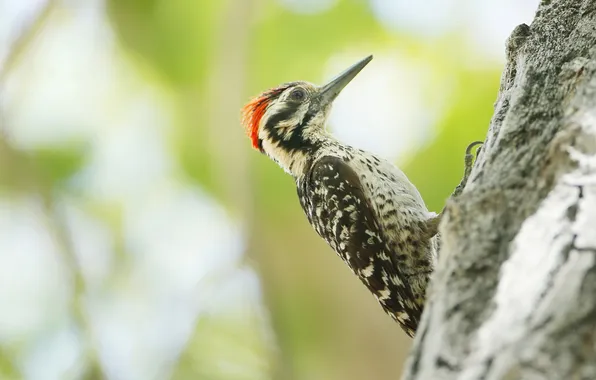 Tree, bird, beak, woodpecker