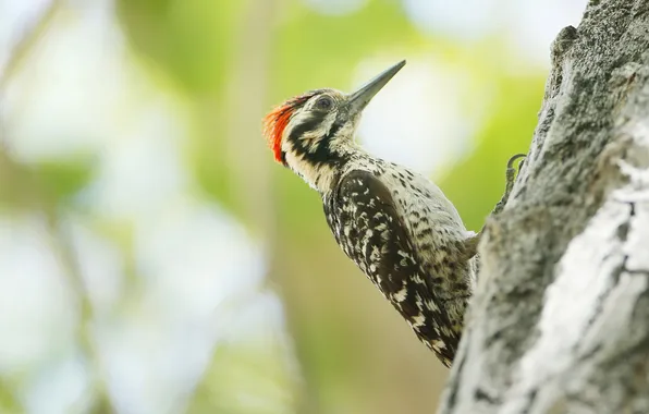 Picture tree, bird, beak, woodpecker