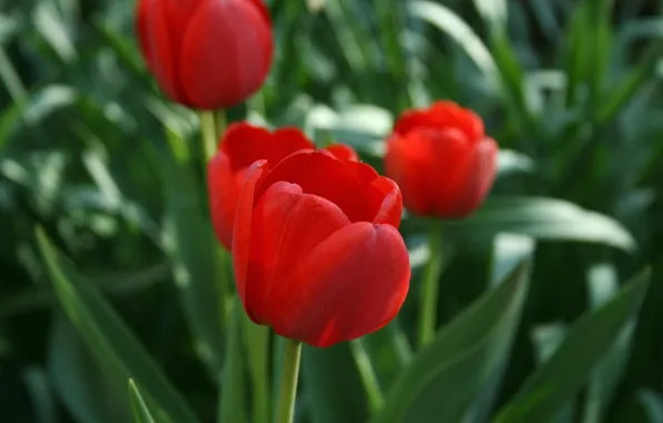 Plants, spring, tulips