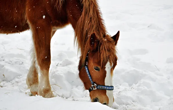 Winter, snow, horse