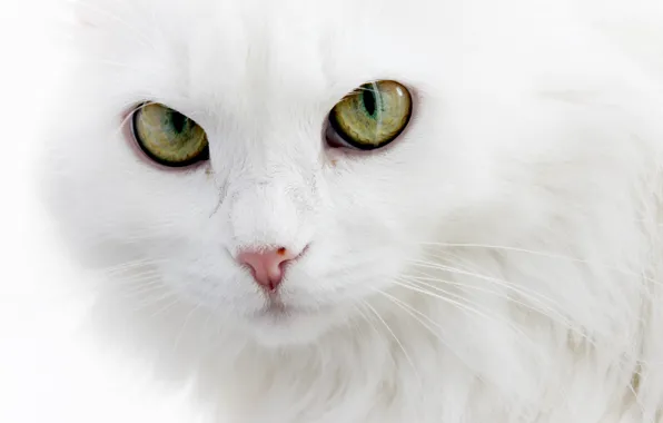 Picture fluffy, white cat, Angora cat