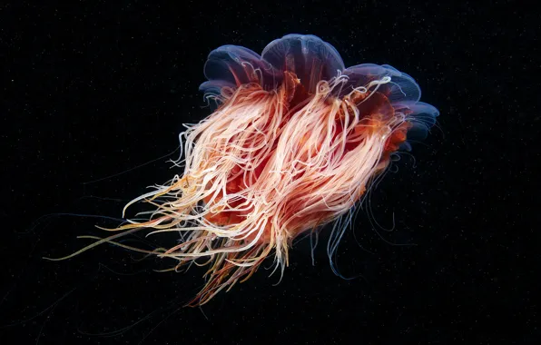 Sea, water, macro, Medusa, orange, transparent, tentacles, black background