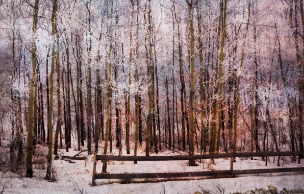 Forest, landscape, nature