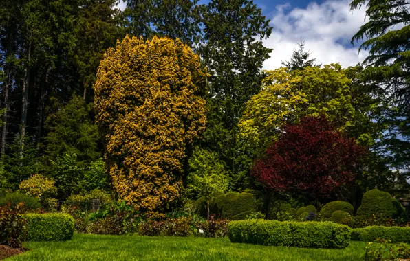 Greens, summer, grass, trees, Park, the bushes